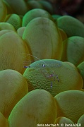 Periclimenes tosaensis-Bangka Sahaung1-25m-20241001-da-DSC_1792_tn